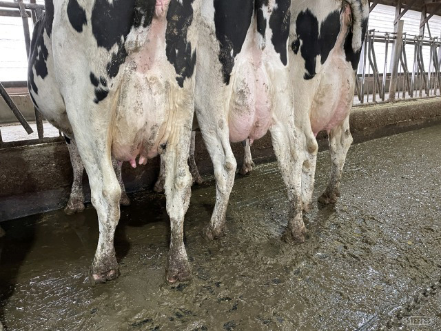 (11) Holstein cows